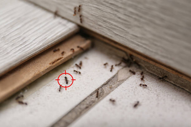 Best Wasp Removal Services  in Oakland, OK